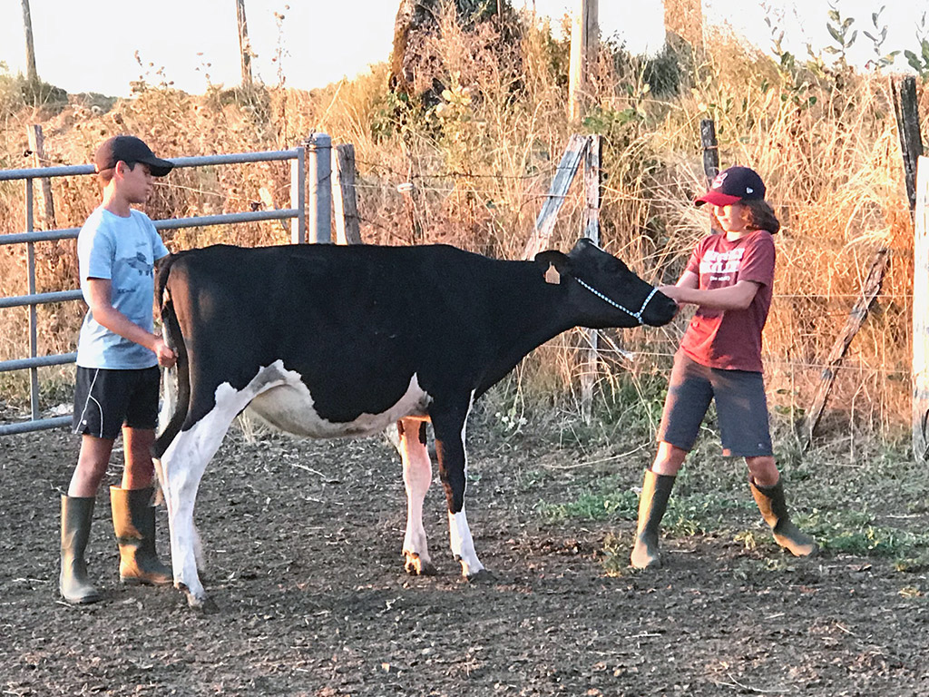 Holstein